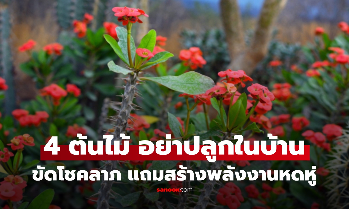 เปิด 4 ต้นไม้ "อย่าปลูกในบ้าน" ไม่ใช่แค่ขัดโชคลาภ ยังสร้างพลังงานหดหู่!