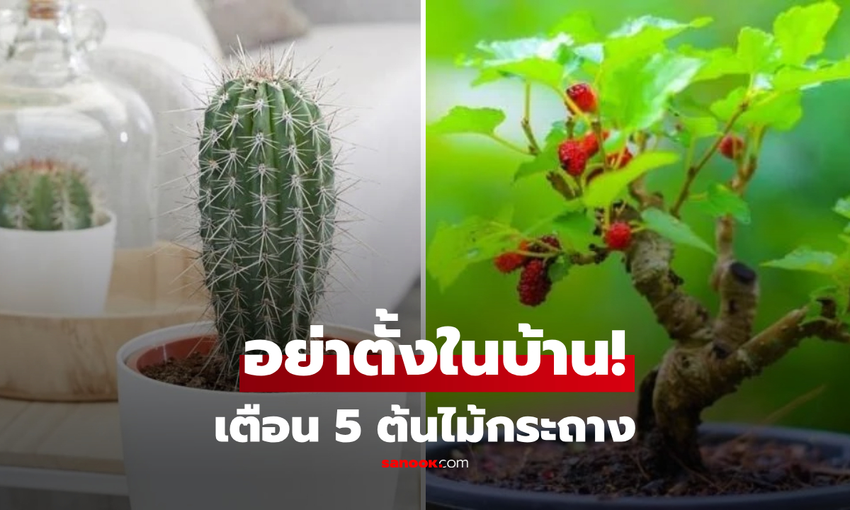 ย้ายด่วน! ร้องทัก 5 ต้นไม้กระถาง "ห้ามตั้งในบ้าน" ลดทอนเสน่ห์-ขัดลาภ บางชนิดแฝงพิษร้าย
