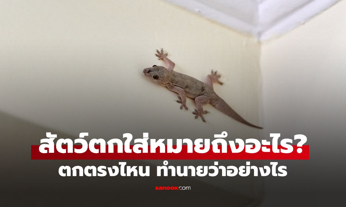 สัตว์ตกใส่หมายถึงอะไร? เปิดตำราลางบอกเหตุโบราณ ตกตรงไหน ทำนายว่าอย่างไร