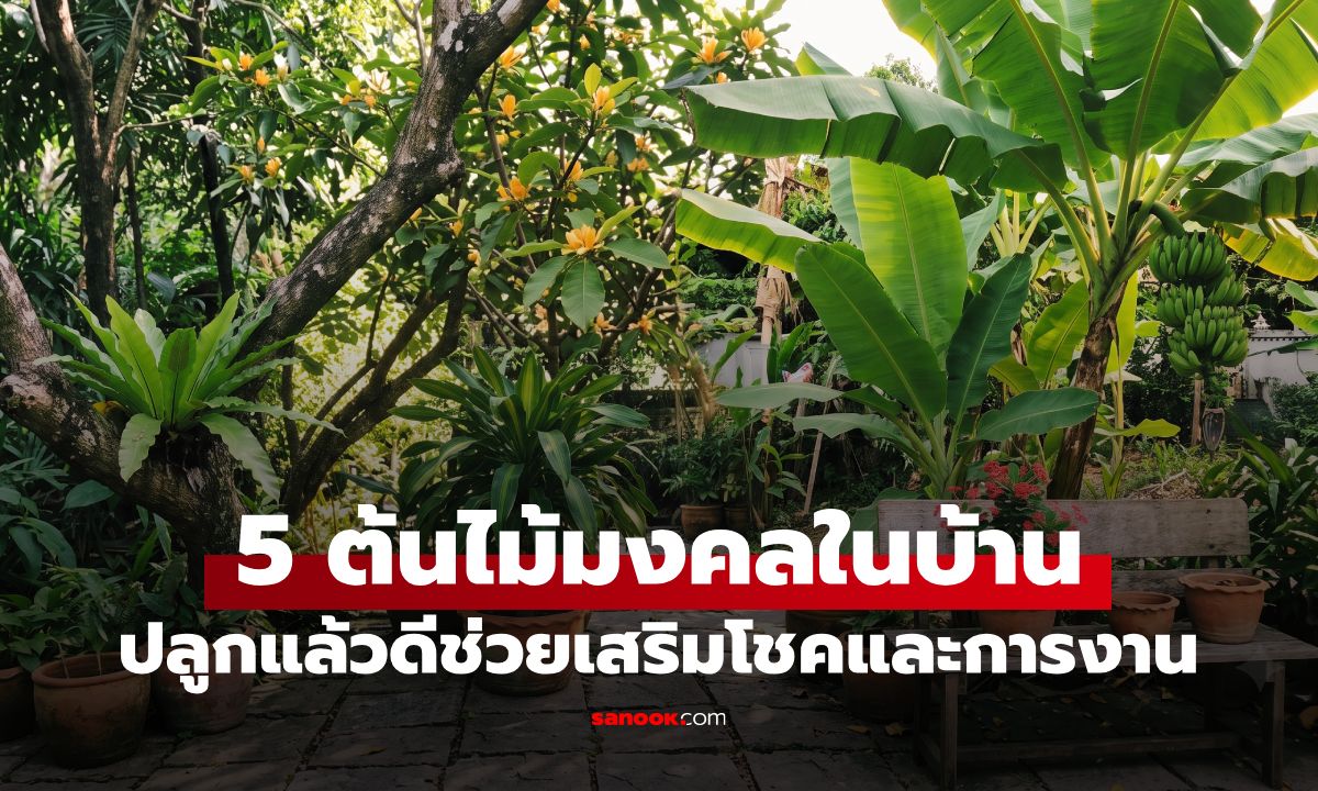 5 ต้นไม้มงคล ปลูกในบ้านแล้วดี เสริมโชค หนุนหน้าที่การงานรุ่งเรือง