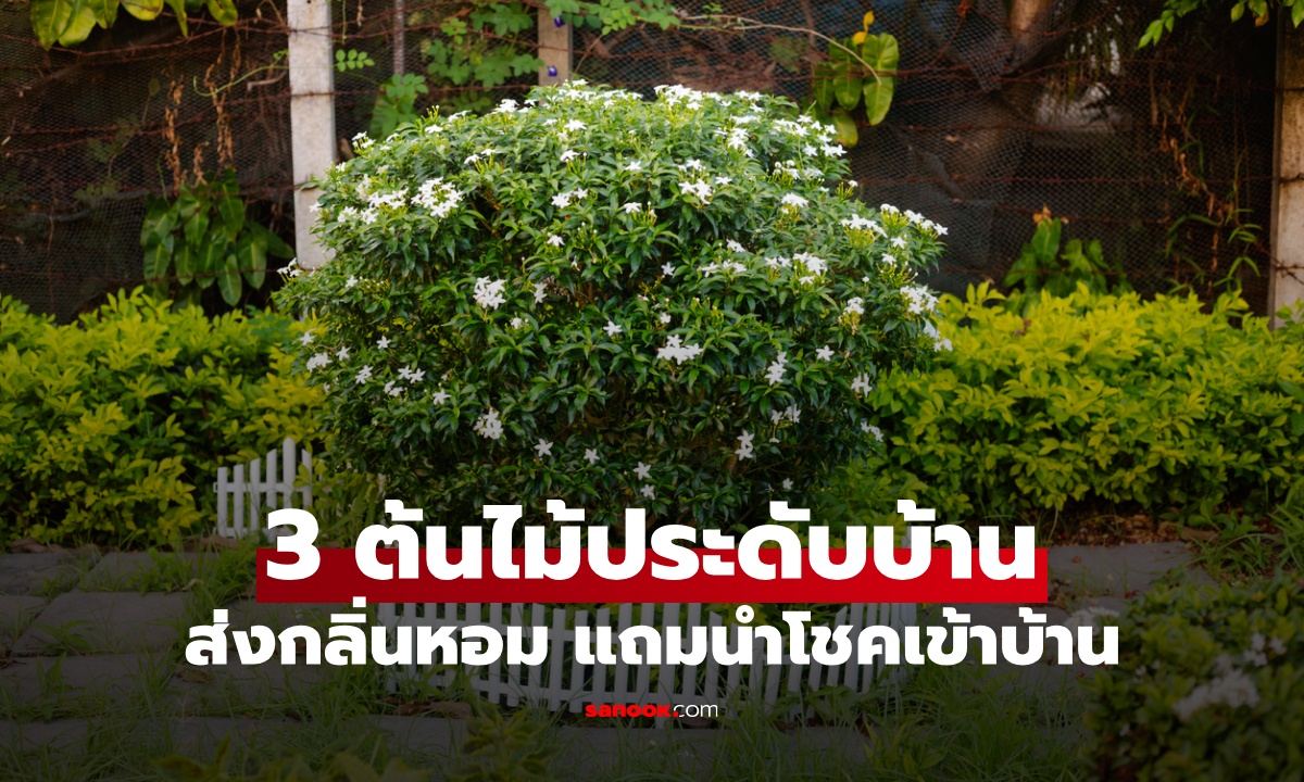เปิด 3 ต้นไม้กลิ่นหอม ปลูกประดับบ้าน เสริมโชคลาภ ดึงความโชคดี ให้เจ้าของบ้าน