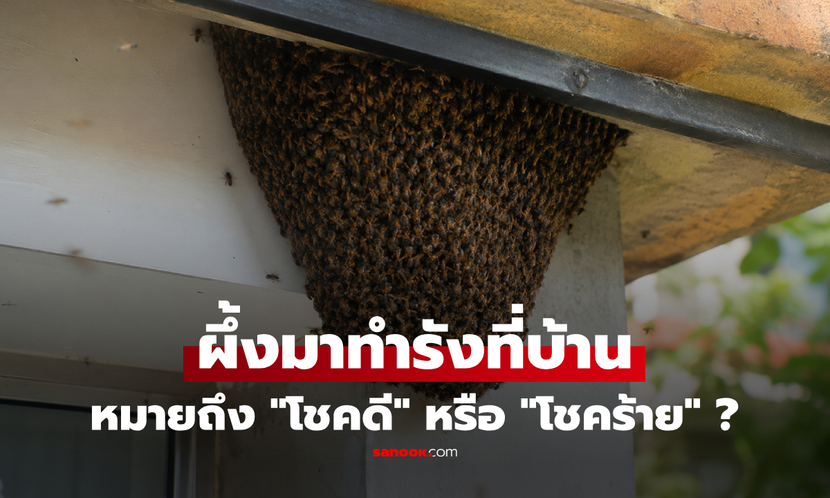 เจอผึ้งมาทำรังในบ้าน สรุปแล้ว "โชคดี" หรือ "โชคร้าย" กันแน่?