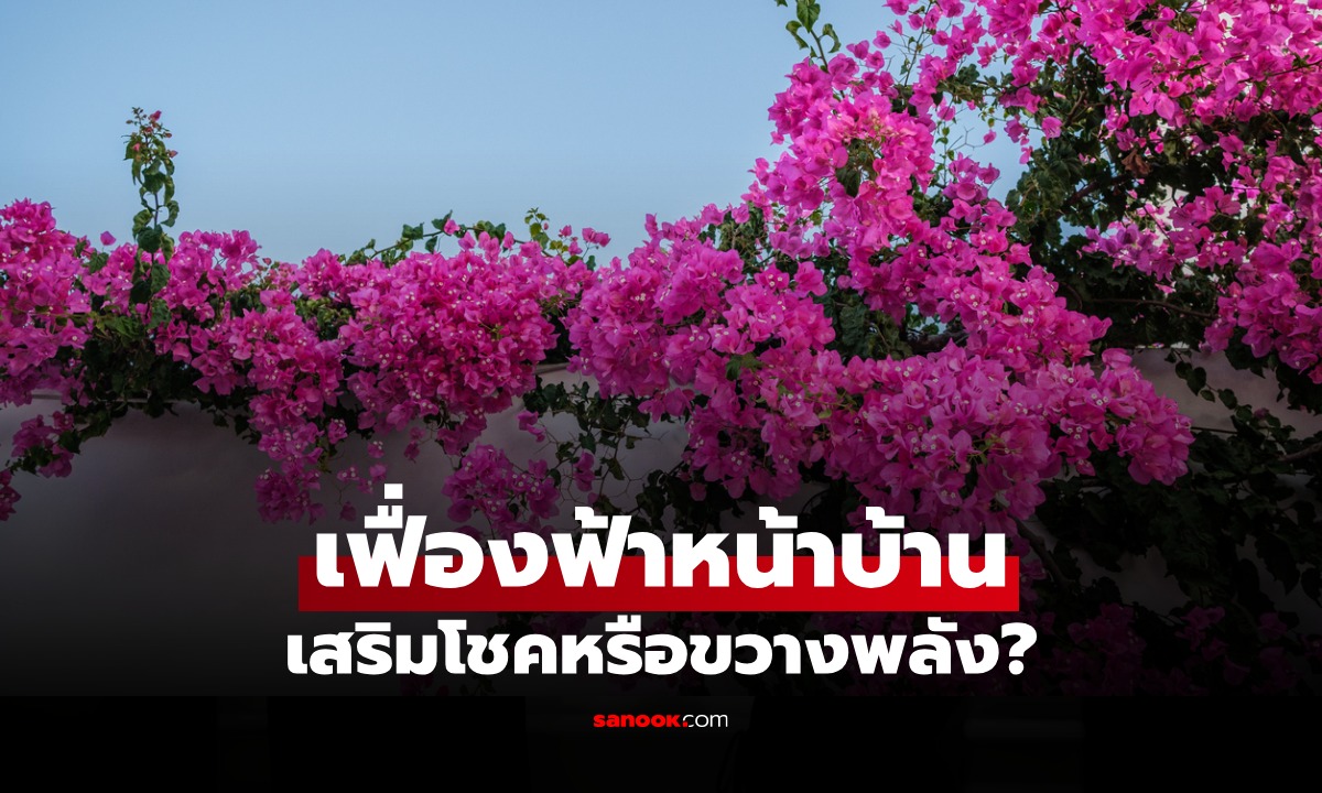 ปลูก "ต้นเฟื่องฟ้า" หน้าบ้านดีไหม? เปิดความหมายตามหลักฮวงจุ้ย