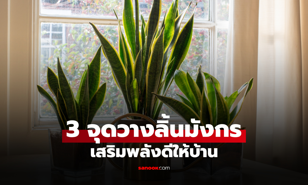 เปิด 3 จุดวาง "ต้นลิ้นมังกร" ตามความเชื่อฮวงจุ้ย วางถูกที่ยิ่งเสริมสิริมงคล