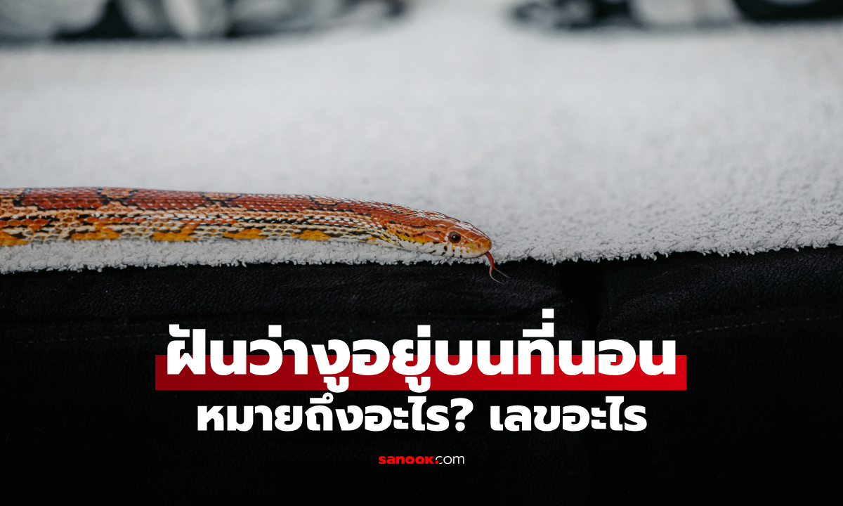 ฝันว่างูอยู่บนที่นอน ทำนายฝันว่าอะไร? พร้อมเลขเด็ด เลขมงคล