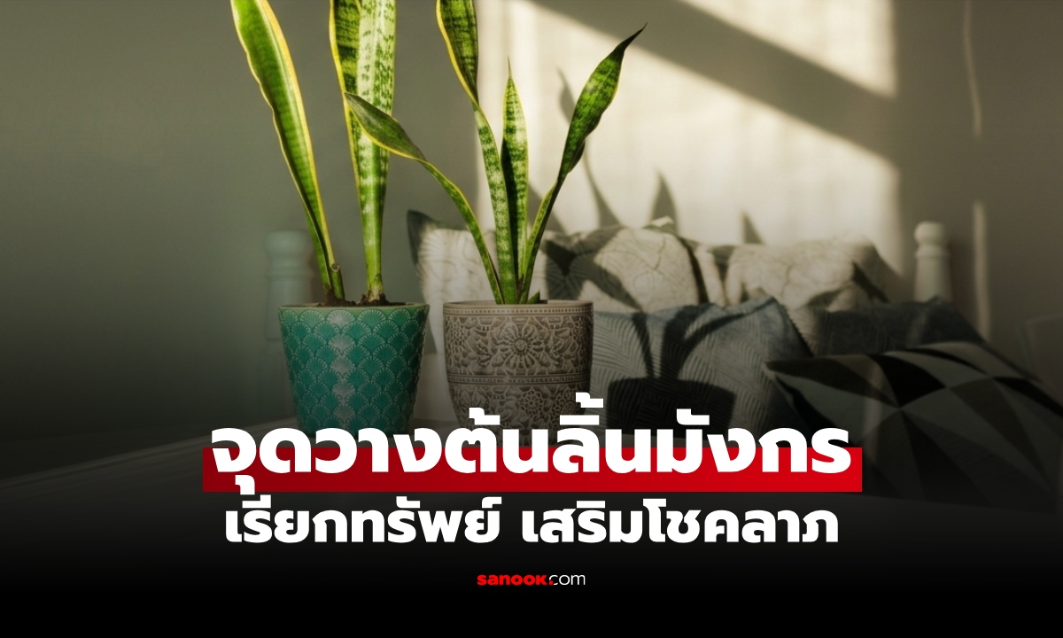 เปิดจุดวาง “ต้นลิ้นมังกร” ตำแหน่งไหนดีต่อบ้าน ตามความเชื่อช่วยดึงดูดโชคลาภ