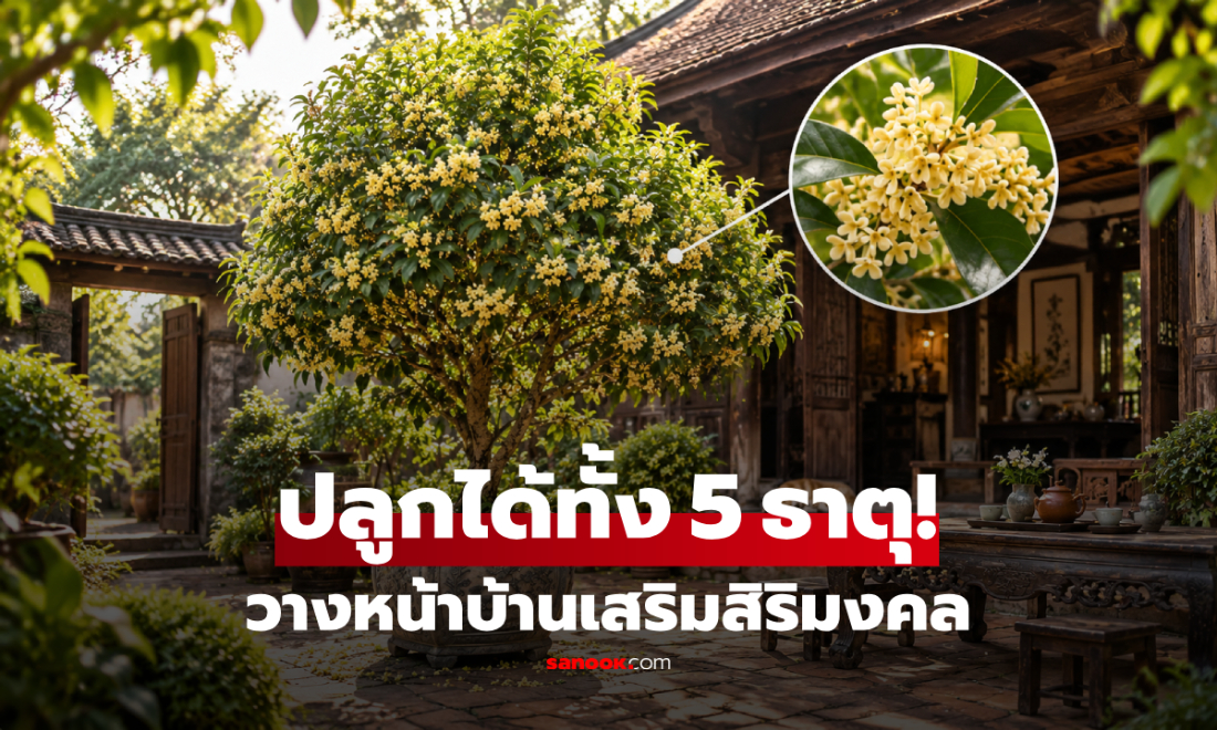 แนะนำ "ไม้หอมมงคล" ที่ปลูกได้ทั้ง 5 ธาตุ วางไว้หน้าบ้านเชื่อเสริมสิริมงคล!
