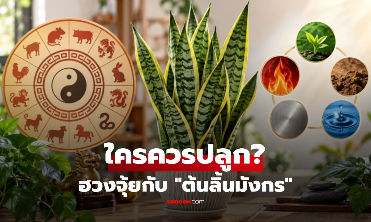 ราศีและธาตุใดบ้าง? ที่เหมาะสมกับการปลูก "ต้นลิ้นมังกร" เพื่อเสริมดวงตามหลักฮวงจุ้ย!