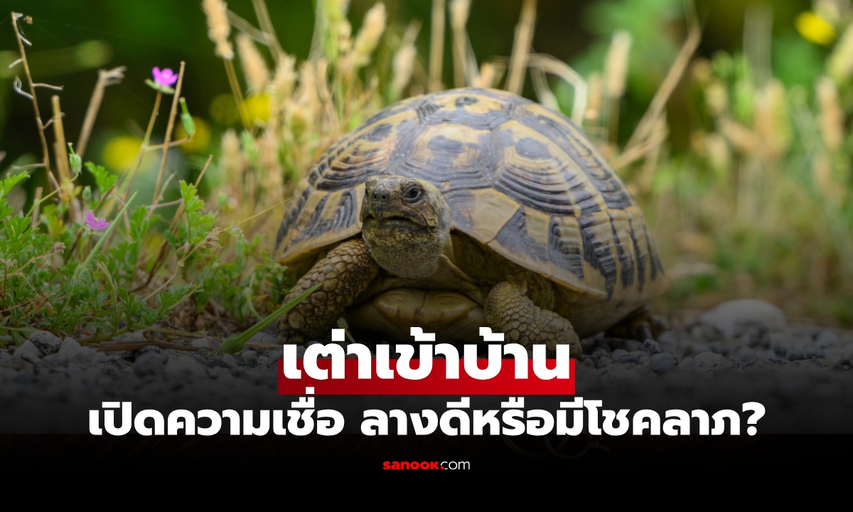 เต่าเข้าบ้าน ส่งสัญญาณ "ลางดี" แห่งโชคลาภ? เปิดความหมายตามความเชื่อ