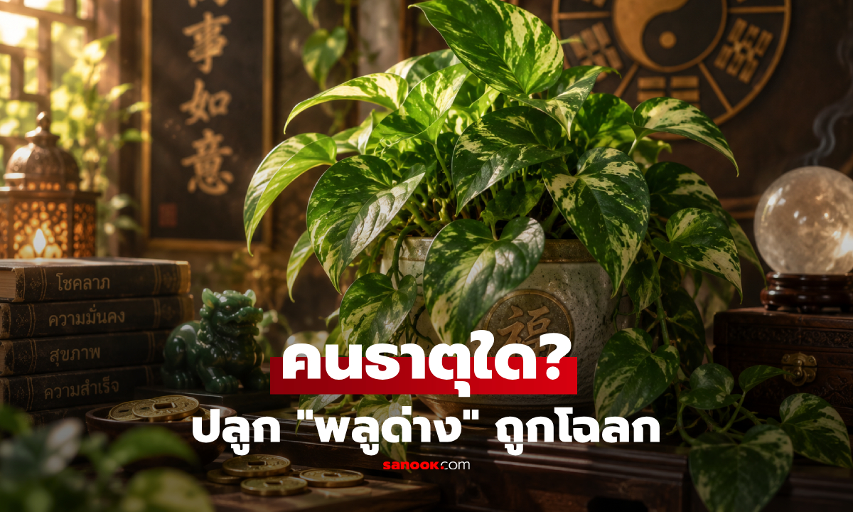 คนเกิดธาตุไหนถูกโฉลกกับ "พลูด่าง" ปลูกแล้วเสริมพลังตามความเชื่อฮวงจุ้ย!