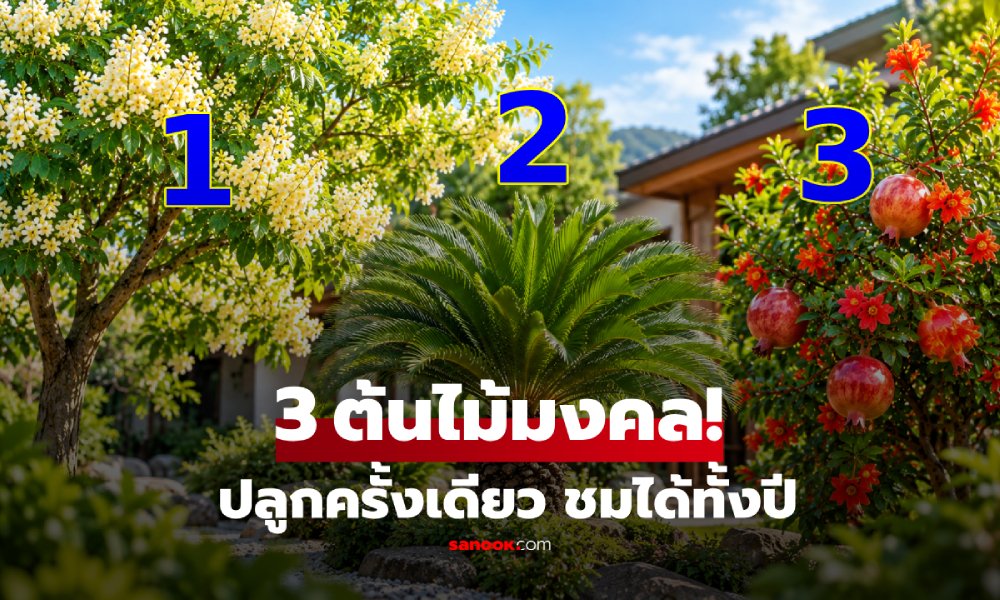 3 ต้นไม้เสริมสิริมงคล ปลูกครั้งเดียว-ชมได้ทั้งปี เสริมพูนความรุ่งเรืองให้ลูกหลาน!