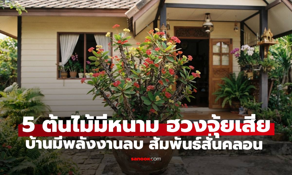 ฮวงจุ้ยต้องห้าม ต้นไม้มีหนาม 5 ชนิด ทำบ้านเต็มไปด้วยพลังงานลบ สัมพันธ์สั่นคลอน