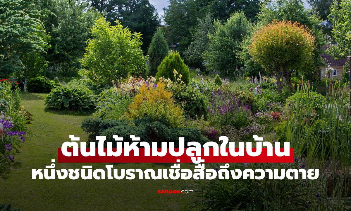 ภาพต้นไม้ "ห้ามปลูกในบ้าน" หนึ่งชนิดโบราณเชื่อสื่อถึงความตาย อัปมงคลไม่นิยมตามฮวงจุ้ย