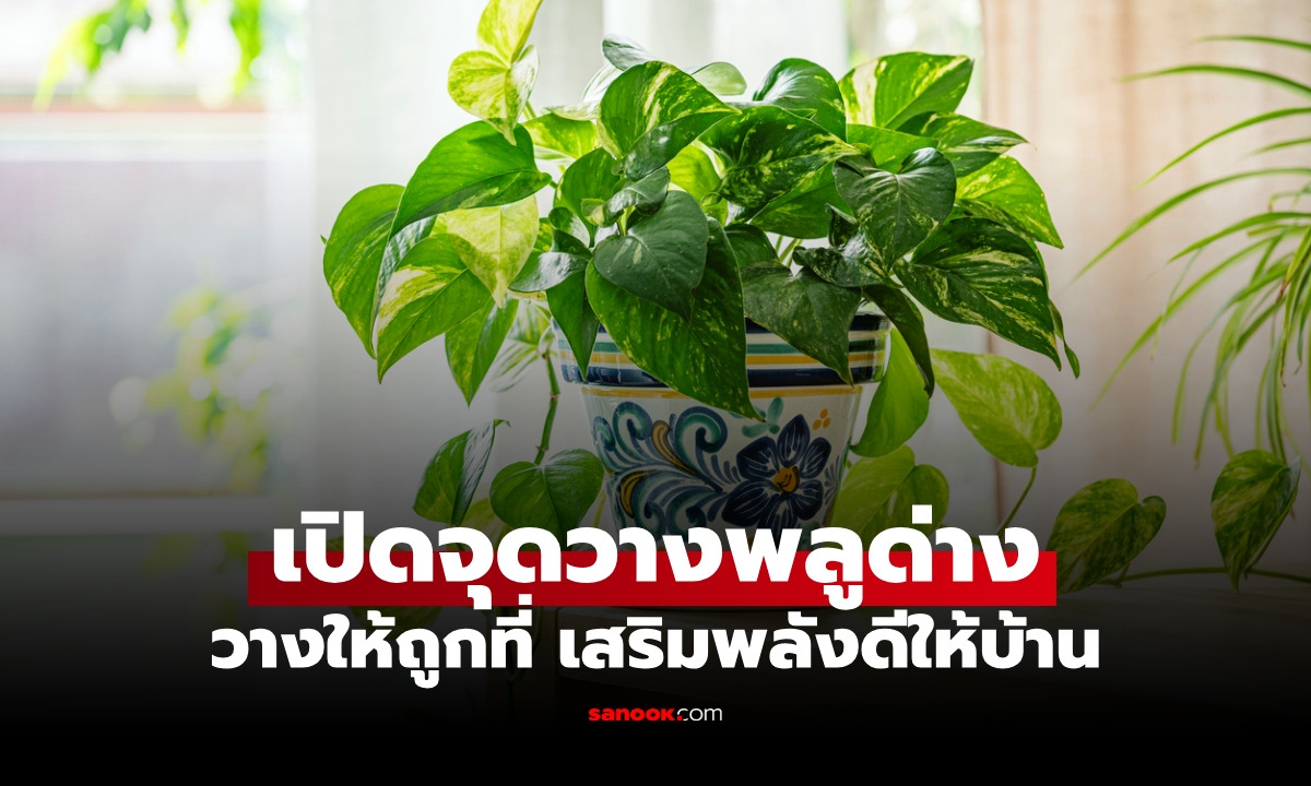 เปิดจุดวาง "ต้นพลูด่าง" ตำแหน่งดีตามฮวงจุ้ย เสริมโชคลาภ-พลังบวกให้บ้าน