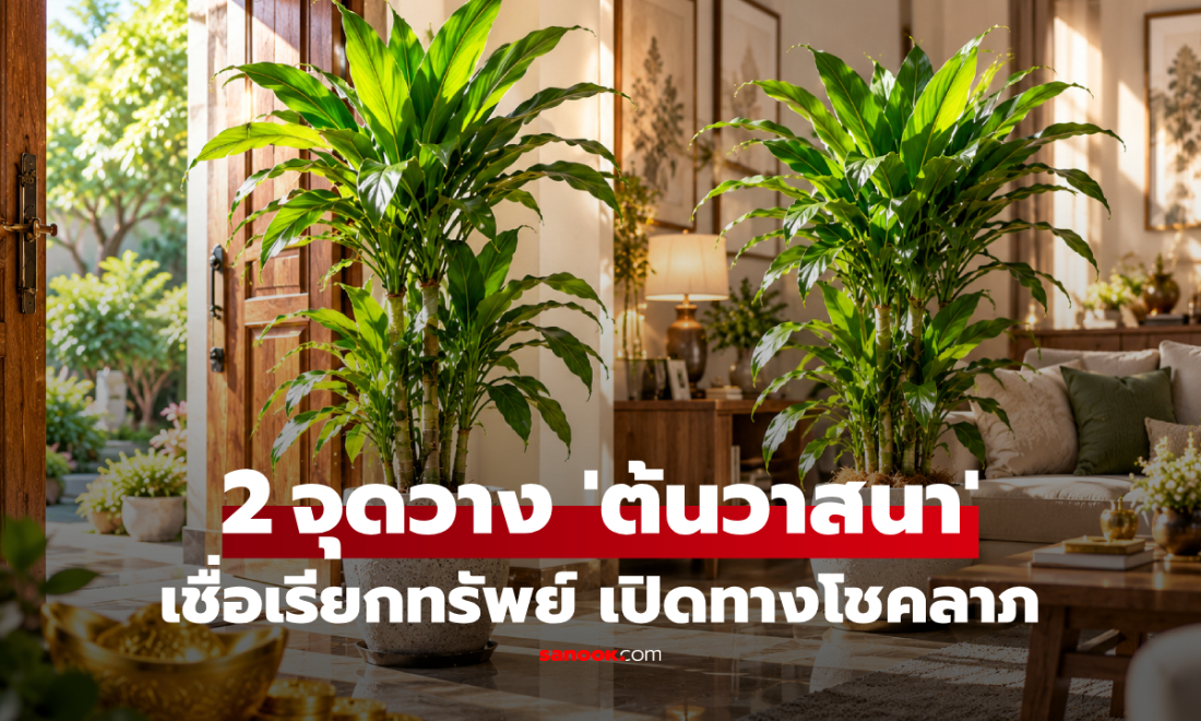 เปิดความเชื่อ 2 จุดวาง "ต้นวาสนา" ตามความเชื่อฮวงจุ้ย "เรียกทรัพย์" เปิดทางโชคลาภ