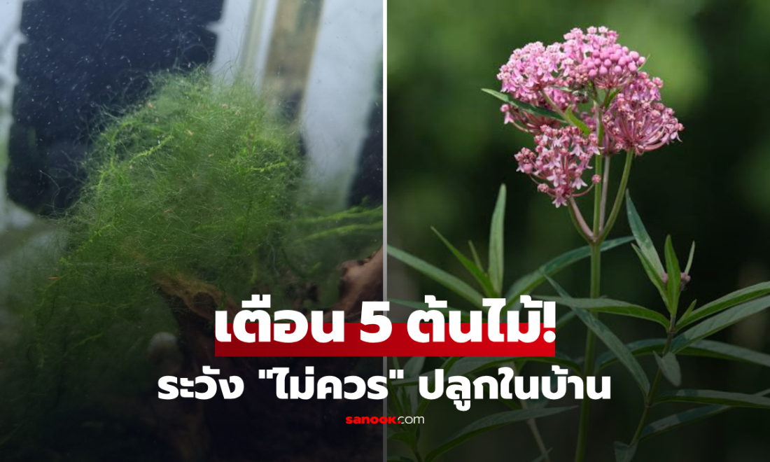 เช็กด่วน! ต้นไม้ 5 แบบที่ "ไม่ควรปลูกในบ้าน" เชื่อพลังงานไม่ดี-สื่อถึงความติดขัด