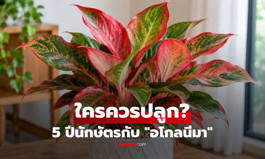ต้นไม้มงคล “อโกลนีมา” เหมาะกับคนเกิดปีนักษัตรไหน? ปลูกเสริมโชคลาภตามความเชื่อ!