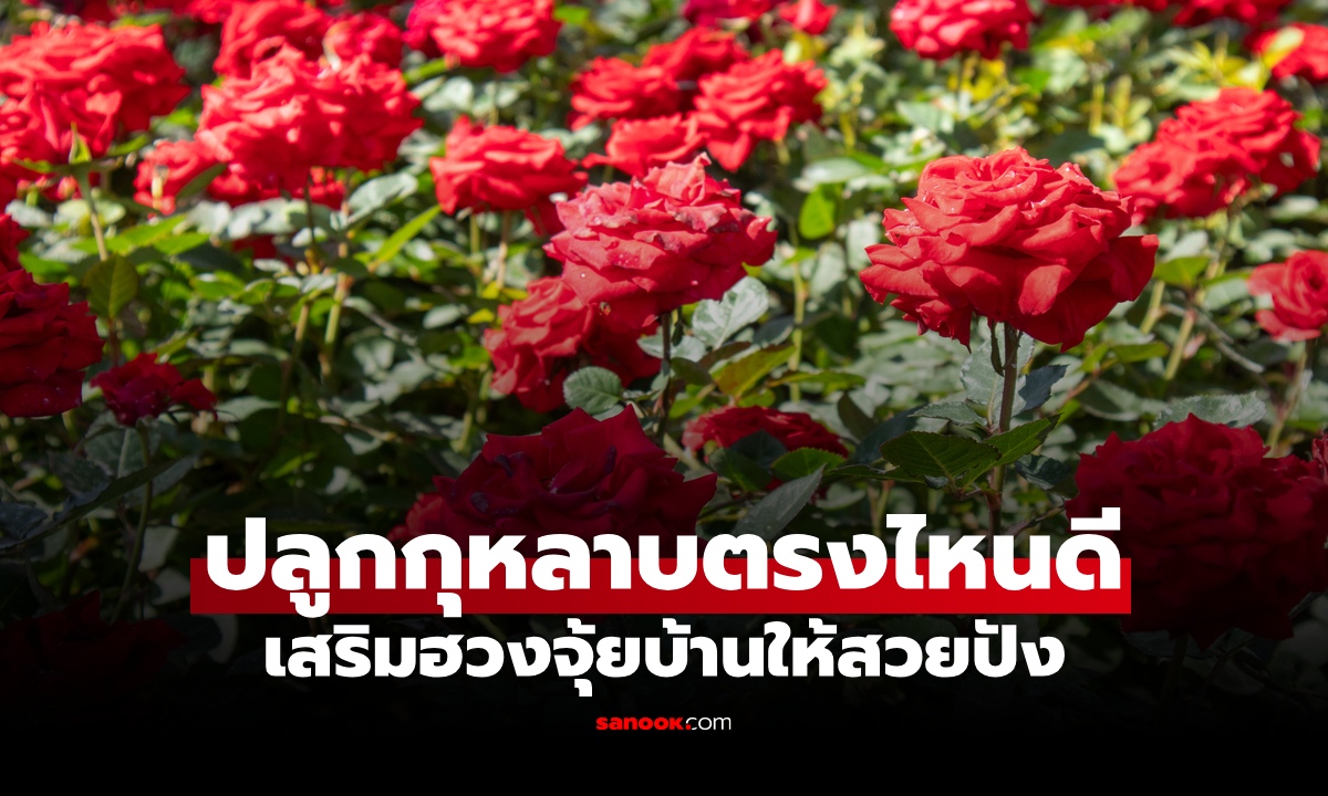 ปลูก "กุหลาบ" ตรงไหนให้บ้านสวย? เผย 5 ตำแหน่งเหมาะตามหลักฮวงจุ้ย