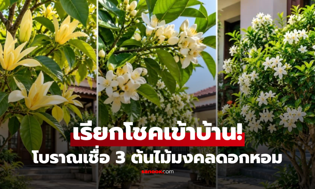 เปิด 3 ต้นไม้ดอกหอม "ความหมายดี" โบราณนิยมปลูกหน้าบ้าน เสริมสิริมงคล เรียกโชคเข้าบ้าน