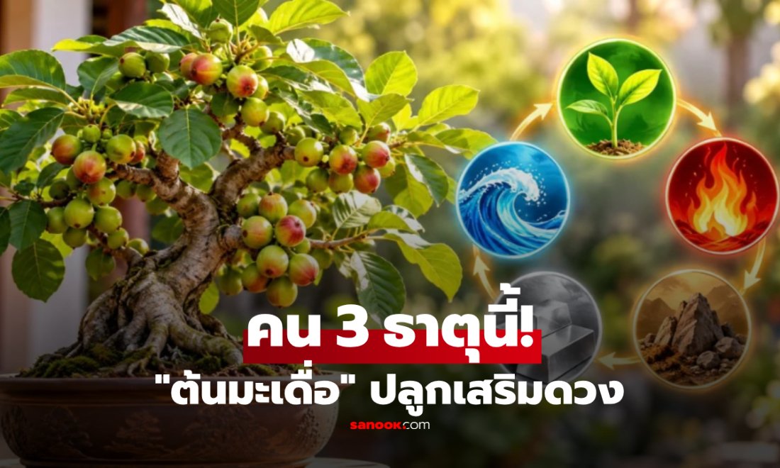 "ต้นมะเดื่อ" ไม้มงคลตามความเชื่อ คนเกิด 3 ธาตุนี้ปลูกแล้ว "เสริมความรุ่งเรือง"