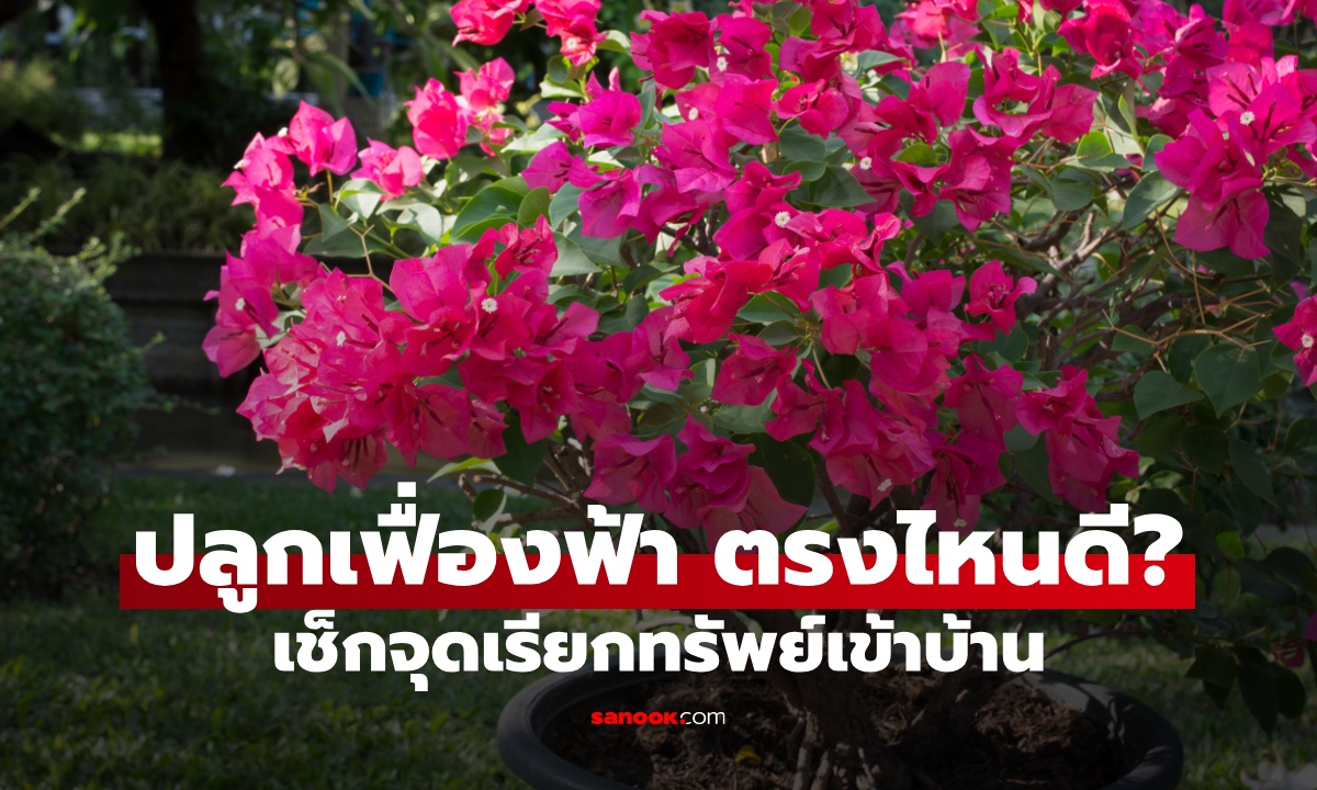 ปลูก "เฟื่องฟ้า" ตรงไหนดี ตามหลักฮวงจุ้ย? เช็ก 3 จุดเสริมโชคลาภ เชื่อดึงดูดทรัพย์เข้าบ้าน