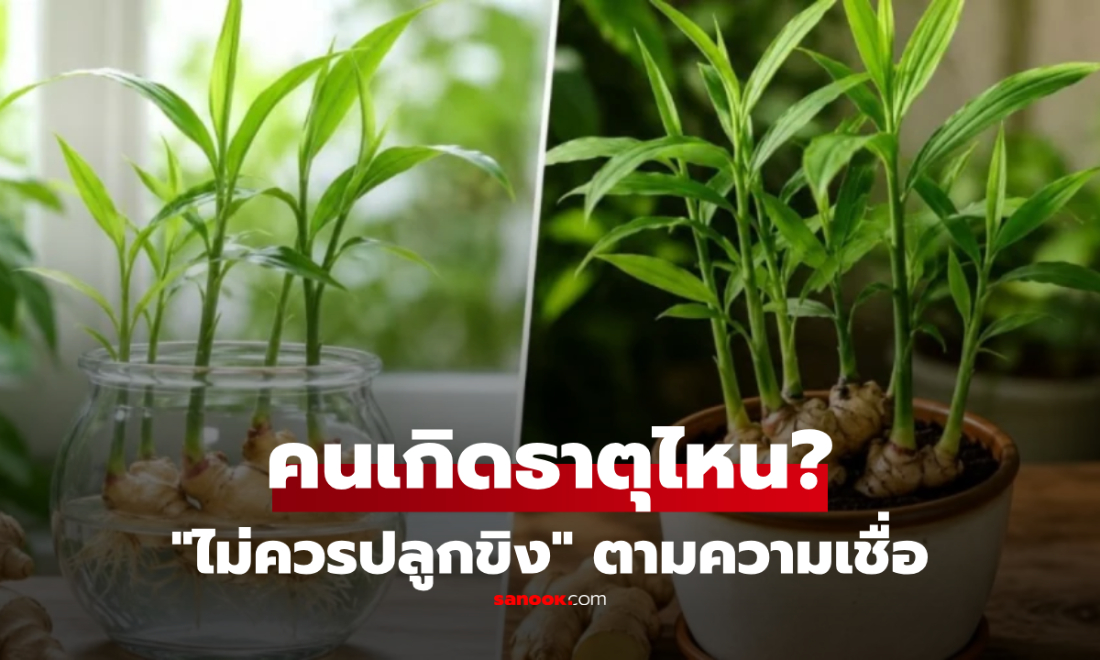 คนเกิดธาตุไหน "ไม่ควรปลูกขิง" ตามความเชื่อฮวงจุ้ย? เปิดคำตอบพร้อมวิธีวางให้ถูกตำแหน่ง