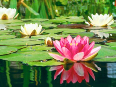 ดอกไม้ประจำเดือนเกิด