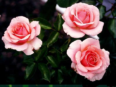 ดอกไม้ประจำเดือนเกิด