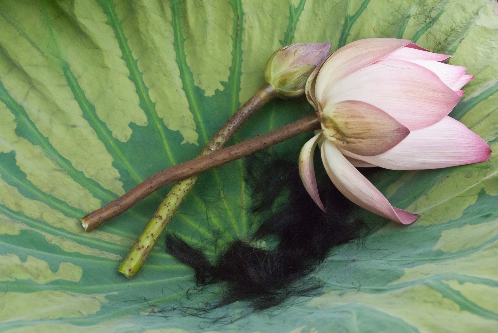 อานิสงส์การ บวชพระ บวชชีพราหมณ์