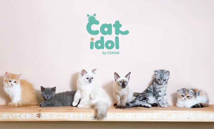 CGM48 แท็กทีมภารกิจ Promoter ดัน 6 CAT IDOL โด่งดังในโลกโซเชียล