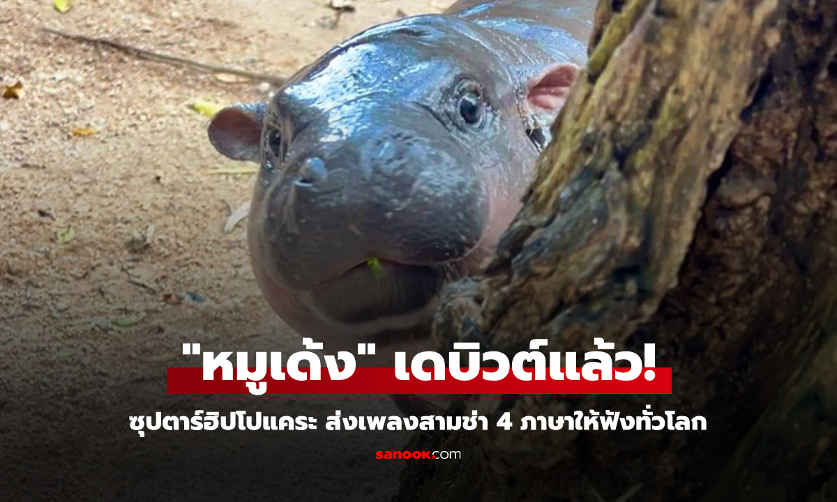 "หมูเด้ง" เดบิวต์! ซุปตาร์ฮิปโปแคระ ส่งเพลงสามช่า 4 ภาษาให้ฟังทั่วโลก