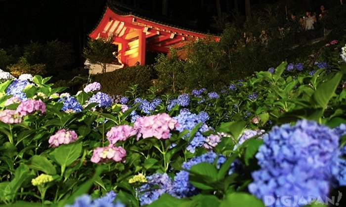 ชมความงดงามในยามค่ำคืนของสวนดอกไฮเดรนเยียที่วัดมิมูโรโตจิกันเถอะ