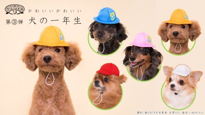 น่ารักอ่ะ! กาชาปองหมวกน้องหมาที่มาในธีม "นักเรียน ป.1"