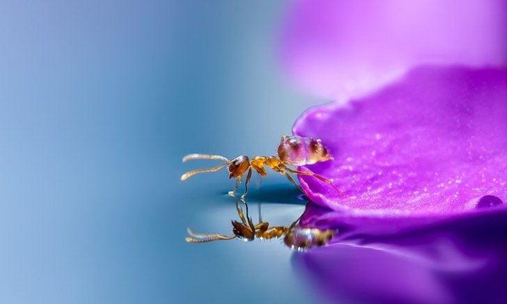 สวยมากๆ ภาพถ่ายหยดน้ำแบบ Macro ที่คุณต้องร้อง ว้าว!