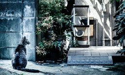 “วิธีตามแมวหาย” สุดแปลก แต่ชาวญี่ปุ่นบอกว่าได้ผลดีเกินคาด!