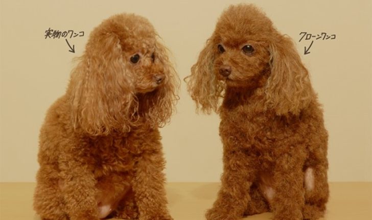 “Clone Wanko” ตุ๊กตาโคลนนิ่งสุนัขแสนน่ารักในราคาเริ่มต้นที่ 3 ล้านเยน!
