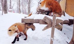 หลงรักสุนัขจิ้งจอกที่ Zao Fox Village