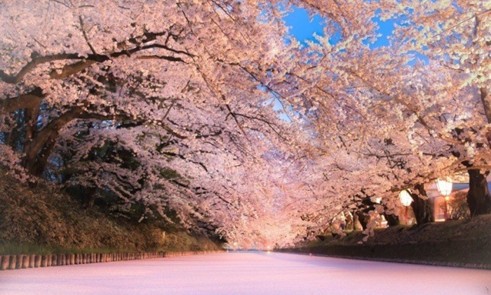 ยังไม่สายเกิน! ชมซากุระที่ "Hirosaki Cherry Blossom Festival" จังหวัดอาโอโมริ