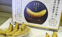 ทานได้ทั้งเปลือก! ญี่ปุ่นเปิดตัว "กล้วย" จากการลองผิดลองถูกมากว่า 40 ปี