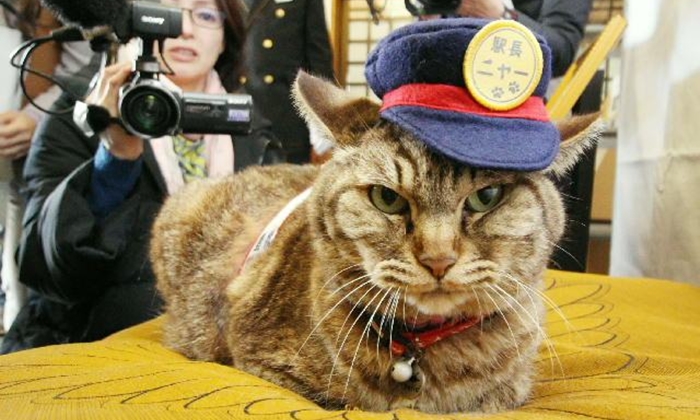 เปิดตัว "แมวเหมียว" หัวหน้าสถานีรถไฟบุงโกะทาเคตะ