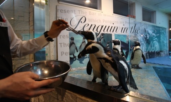 เมื่อกองทัพเพนกวินออกมาต้อนรับ ณ Penguin Bar คอนเซ็ปต์บาร์สุดเจ๋งที่โตเกียว