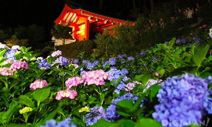 ชมความงดงามในยามค่ำคืนของสวนดอกไฮเดรนเยียที่วัดมิมูโรโตจิกันเถอะ