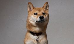 「SHIBA-INU LIFE」รวมเรื่องราวของชิบะสุนัขสายพันธุ์ญี่ปุ่น