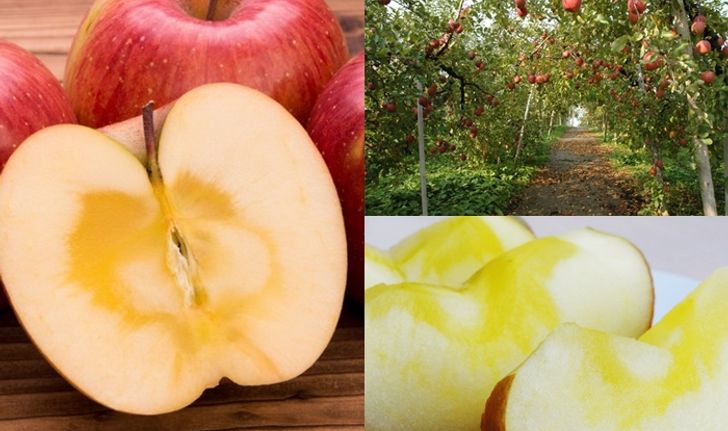 แอปเปิ้ลแกนน้ำผึ้ง ความอร่อยเลิศที่มีอยู่เฉพาะในแอปเปิ้ลสดเท่านั้น