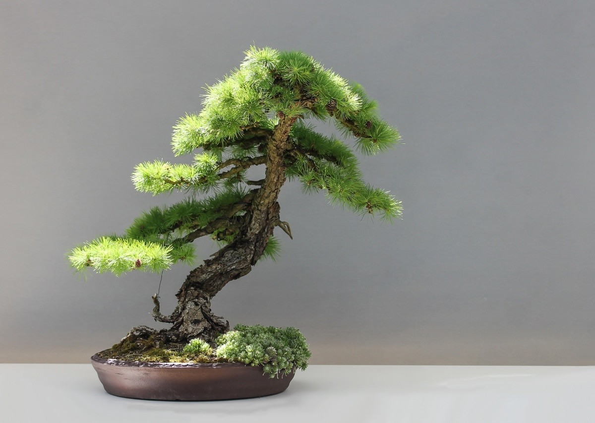 Bonsai