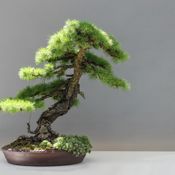 Bonsai