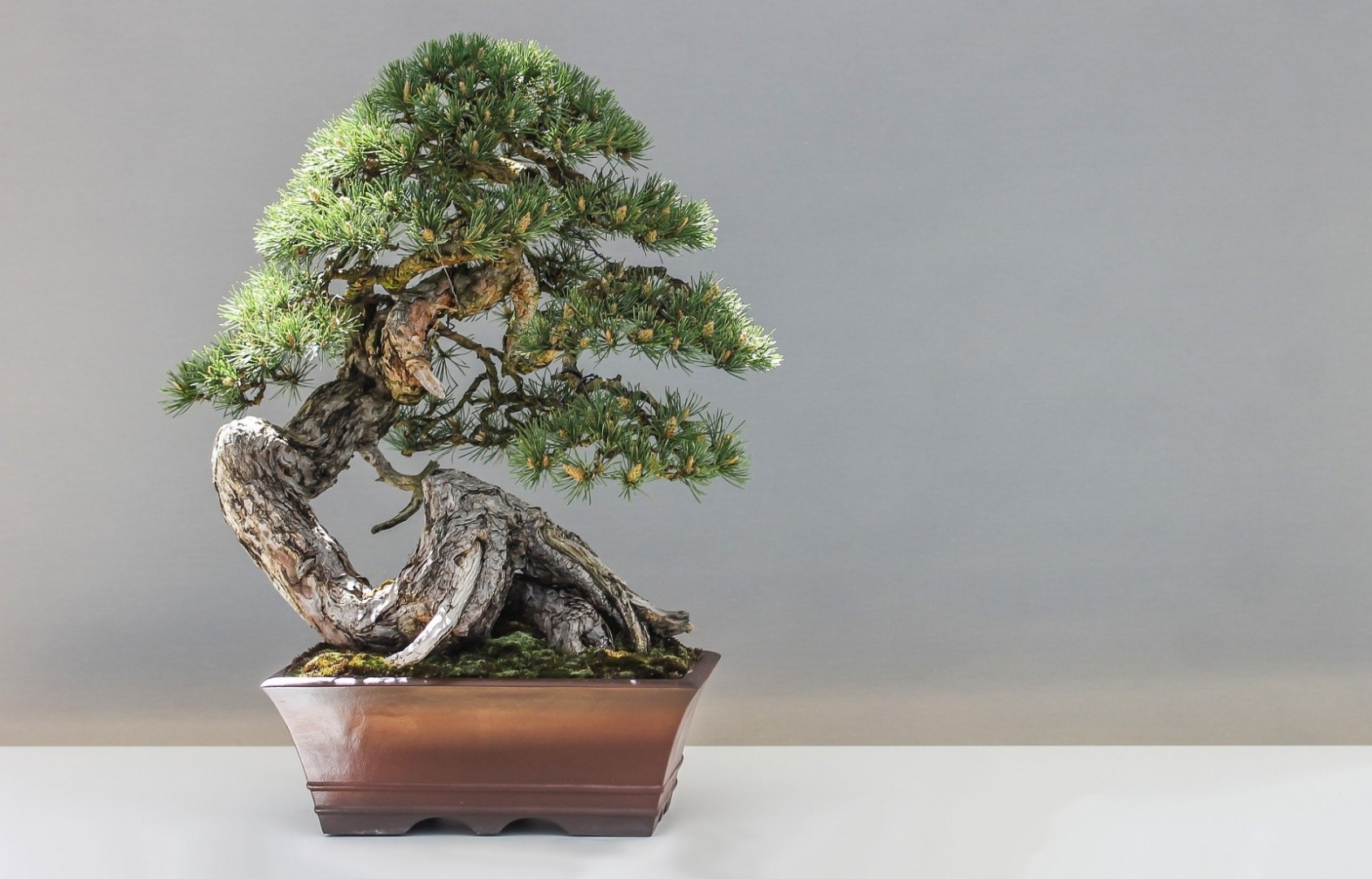 Bonsai