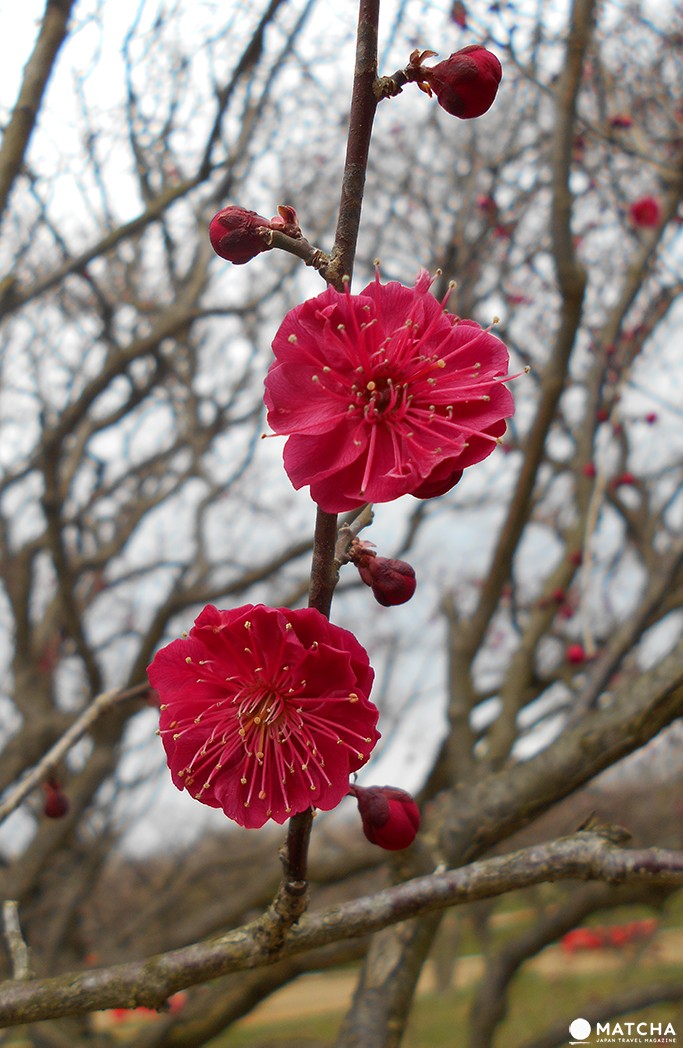 Ume Matsuri
