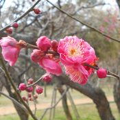 Ume Matsuri