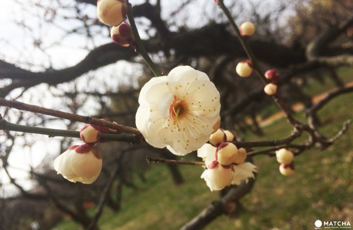 Ume Matsuri